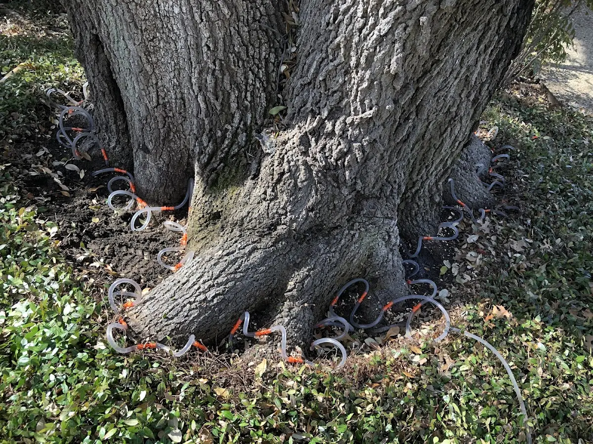 Detailed Tree Cabling and Bracing job site in Enfield